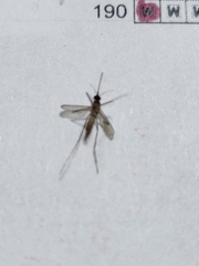 Aedes