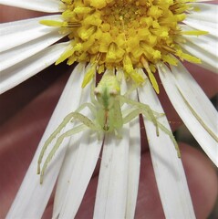 Sidymella rubrosignata