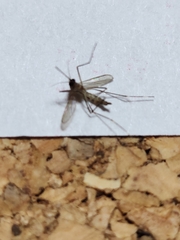 Aedes