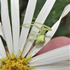 Sidymella rubrosignata