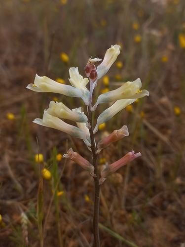 Lachenalia schlechteri
