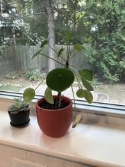 Pilea peperomioides