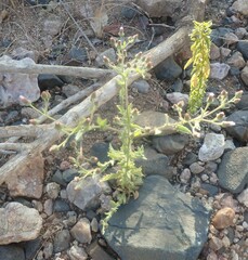 Pseudoconyza viscosa