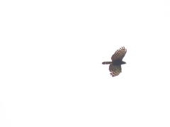 Spizaetus tyrannus
