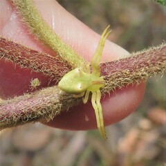 Sidymella rubrosignata