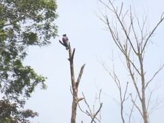 Spizaetus tyrannus