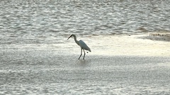 Ardea alba