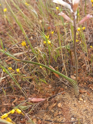 Lachenalia schlechteri