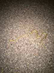 Bogertophis subocularis