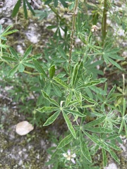 Lupinus rivularis