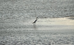 Ardea alba