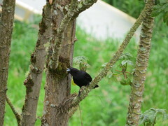 Cacicus chrysonotus