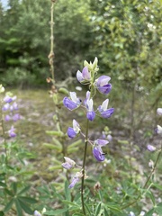 Lupinus rivularis