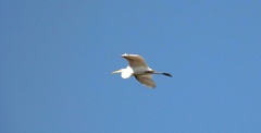 Ardea alba