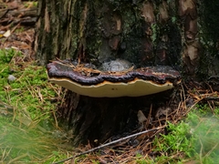 Fomitopsis pinicola
