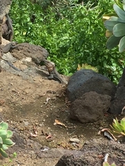 Gallotia stehlini