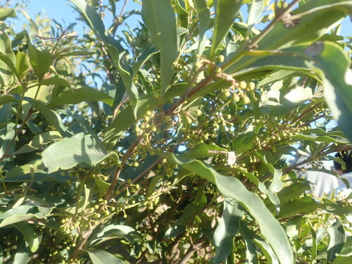 Image of Euclea divinorum by (c) agujaceratops, some rights reserved (CC BY)