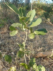 Philenoptera violacea