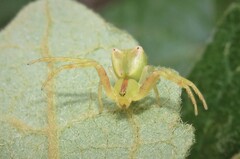 Sidymella rubrosignata