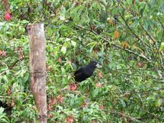 Cacicus chrysonotus