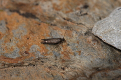 Scythris knochella
