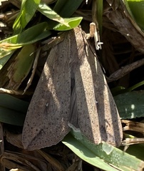 Mythimna unipuncta