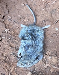 Peromyscus sonoriensis