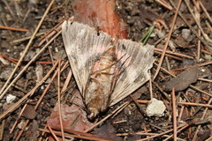 Catocala coniuncta