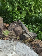 Gallotia stehlini