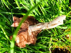 Agaricus augustus