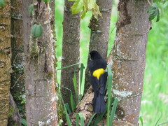 Cacicus chrysonotus