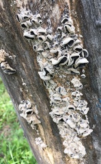 Auricularia angiospermarum