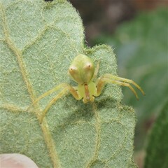 Sidymella rubrosignata