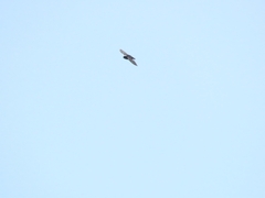 Streptoprocne zonaris