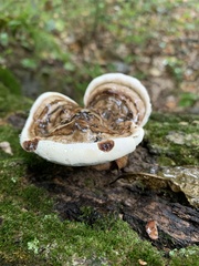 Ganoderma lobatum