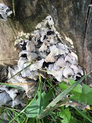 Auricularia angiospermarum