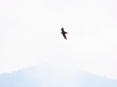 Streptoprocne zonaris