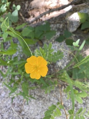 Kallstroemia peninsularis