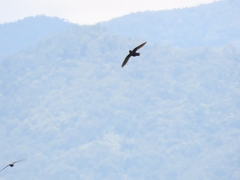 Streptoprocne zonaris