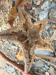Oreaster reticulatus