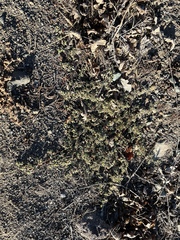 Euphorbia ocellata ocellata