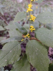 Solidago albopilosa