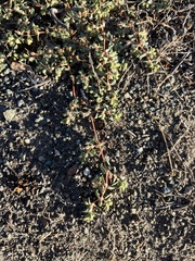 Euphorbia ocellata ocellata
