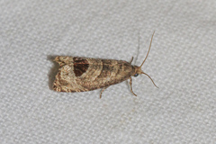 Notocelia uddmanniana