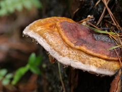 Fomitopsis pinicola