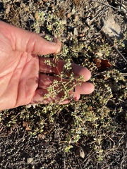 Euphorbia ocellata ocellata