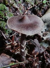 Cortinarius flexipes
