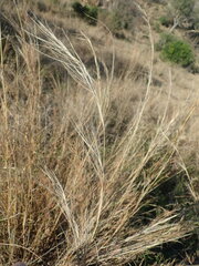 Aristida adscensionis