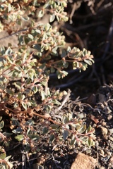 Euphorbia ocellata ocellata