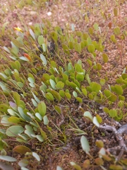Oxalis monophylla minor